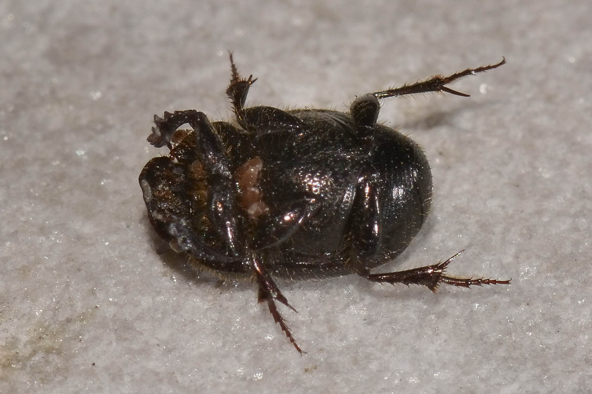 Onthophagus furcatus, Scarabaeidae